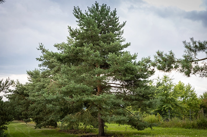 Boreal conifers